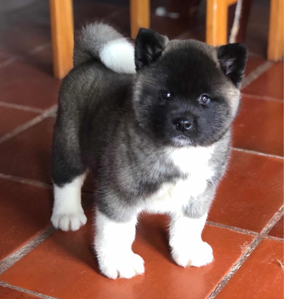 American Akita
