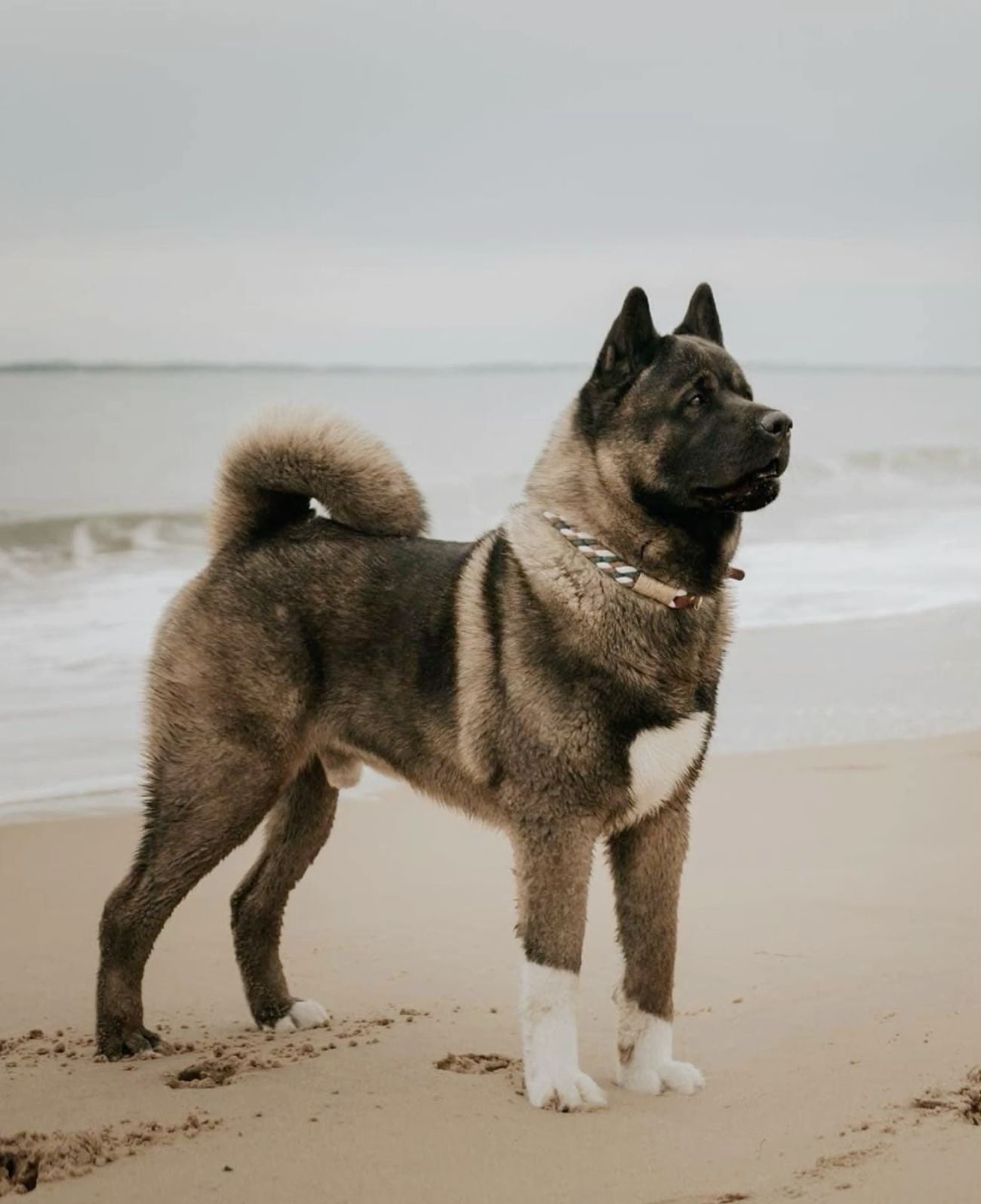 Rex