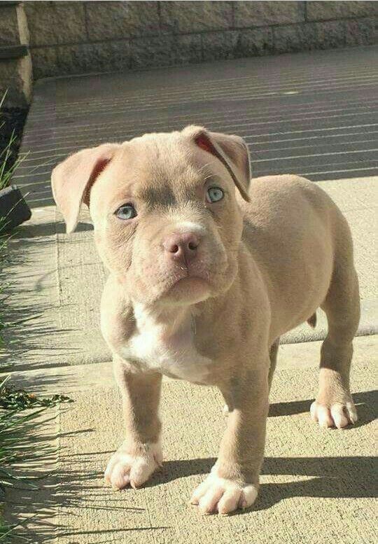 American Bully