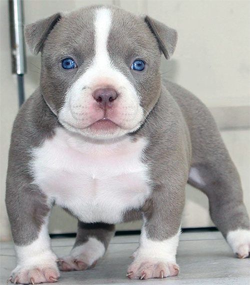 Cooper