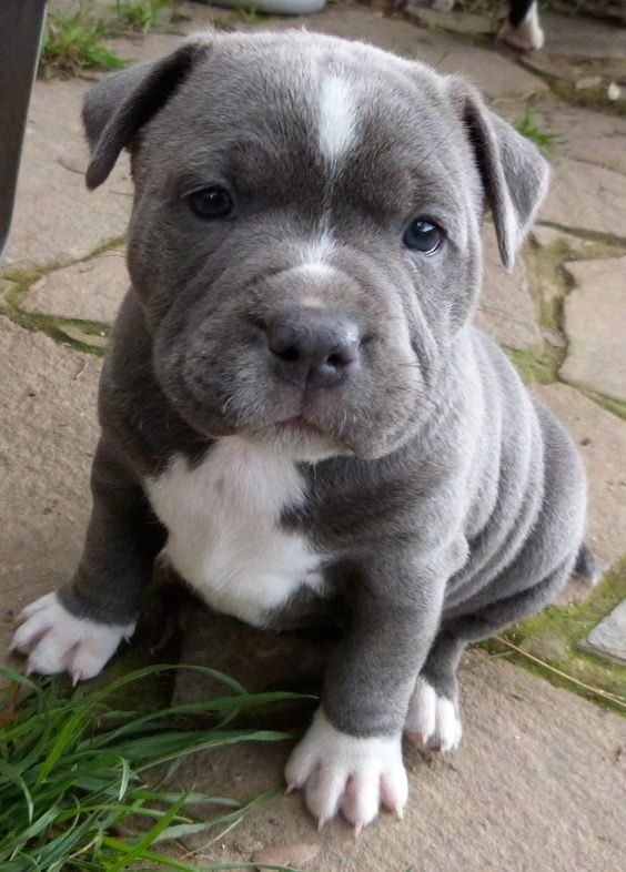 American Pit Bull Terrier