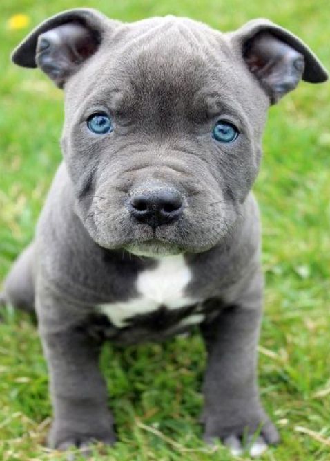 Finn