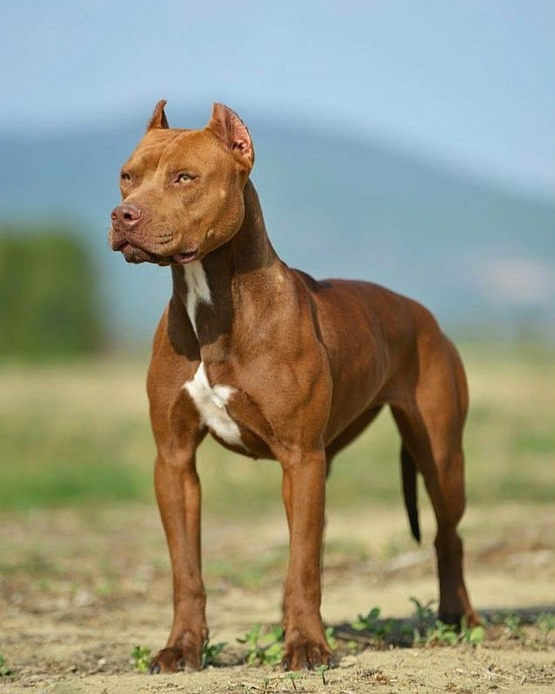 Penny
