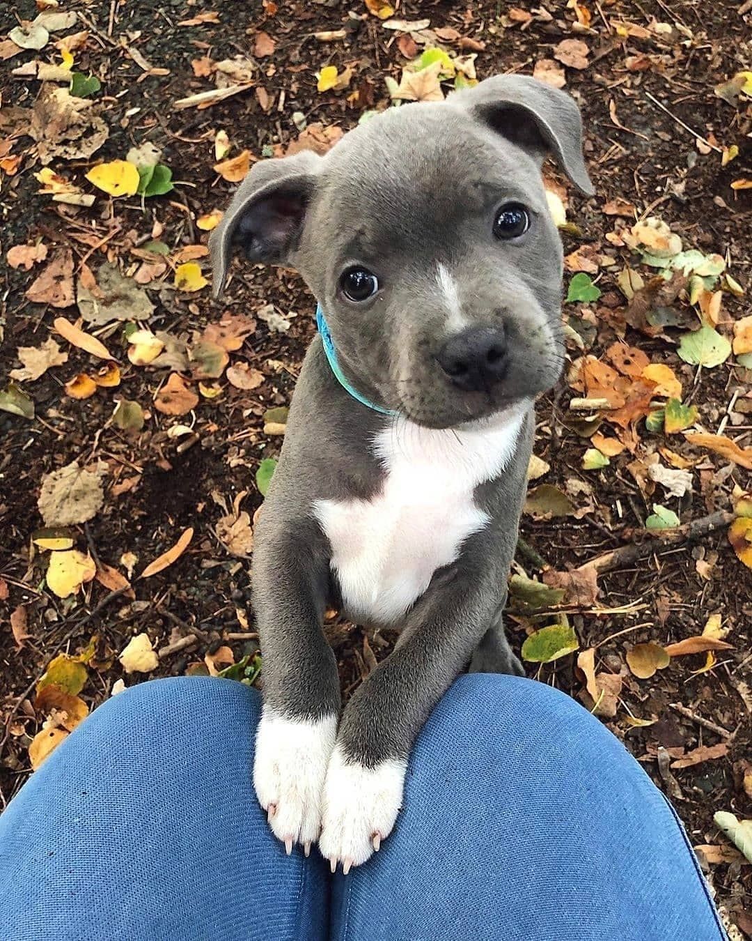 American Staffordshire Terrier