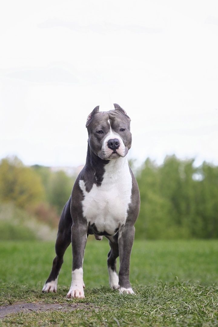 Maya