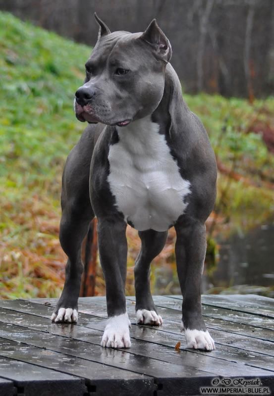 Bonnie
