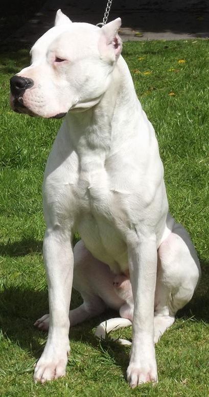 Argentine Dogo