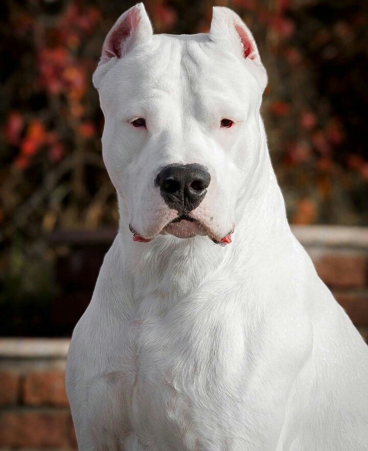 Enzo