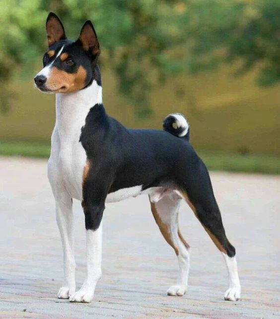 Duke