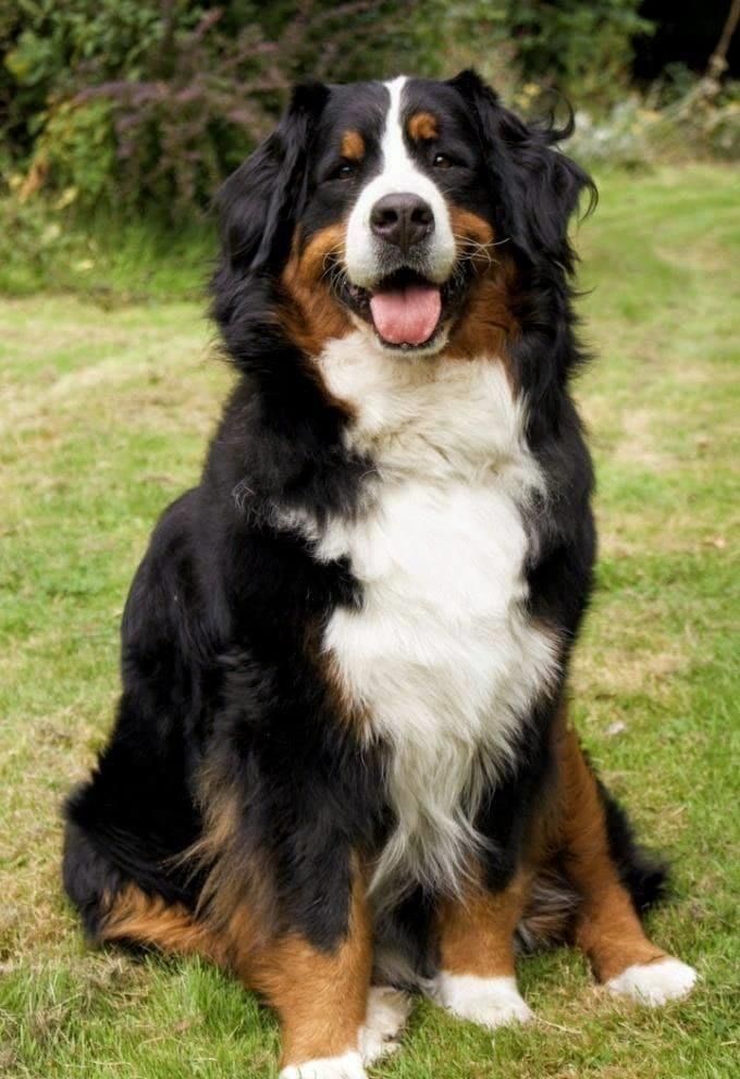 Bernese Mountain Dog