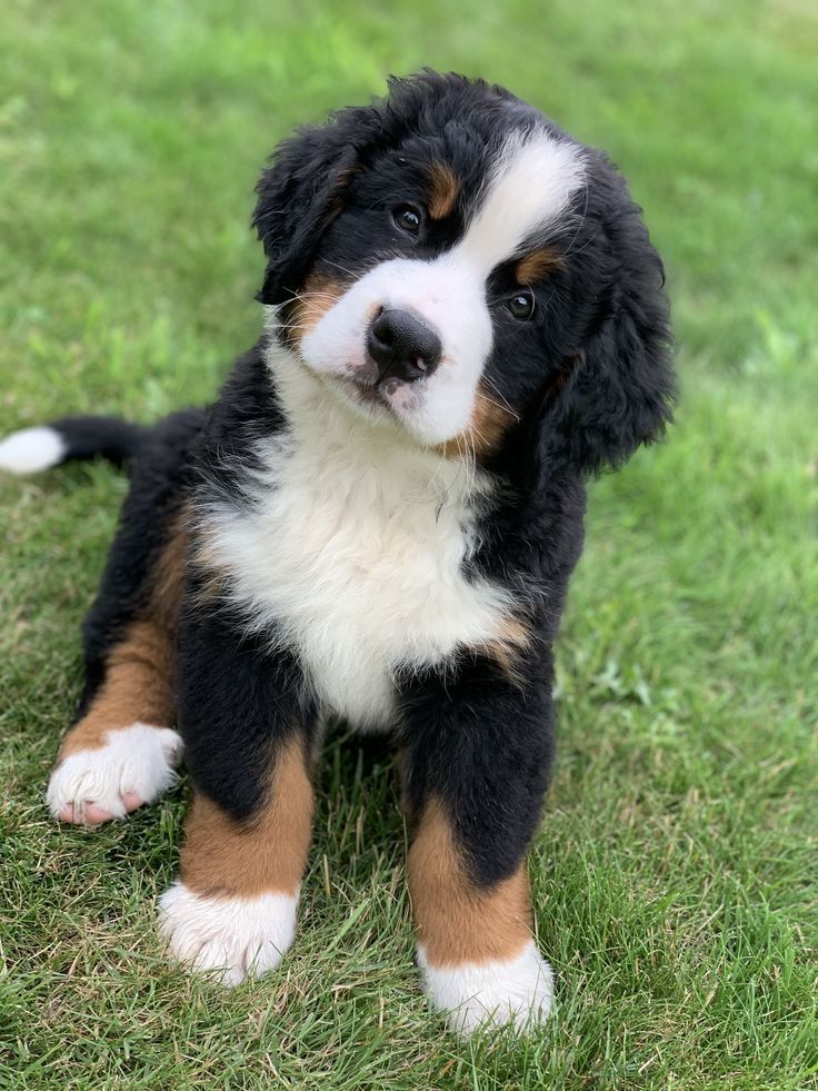 Nala