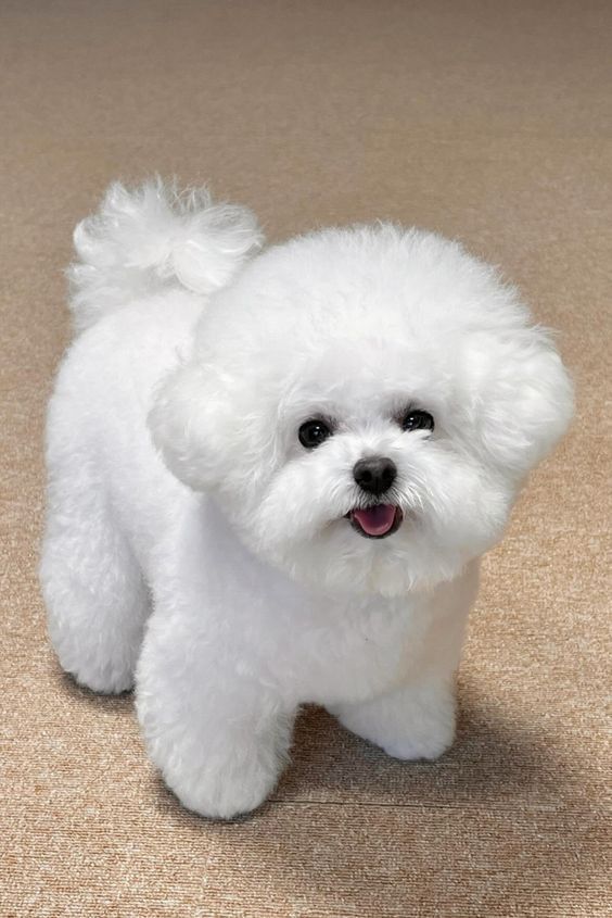 Bichon Frise