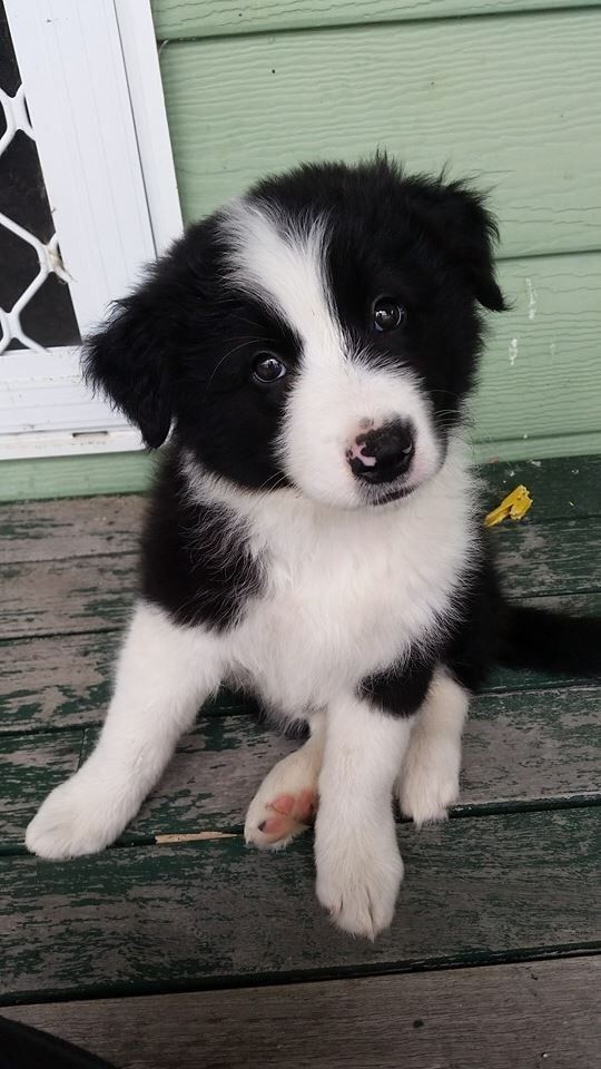 Minnie