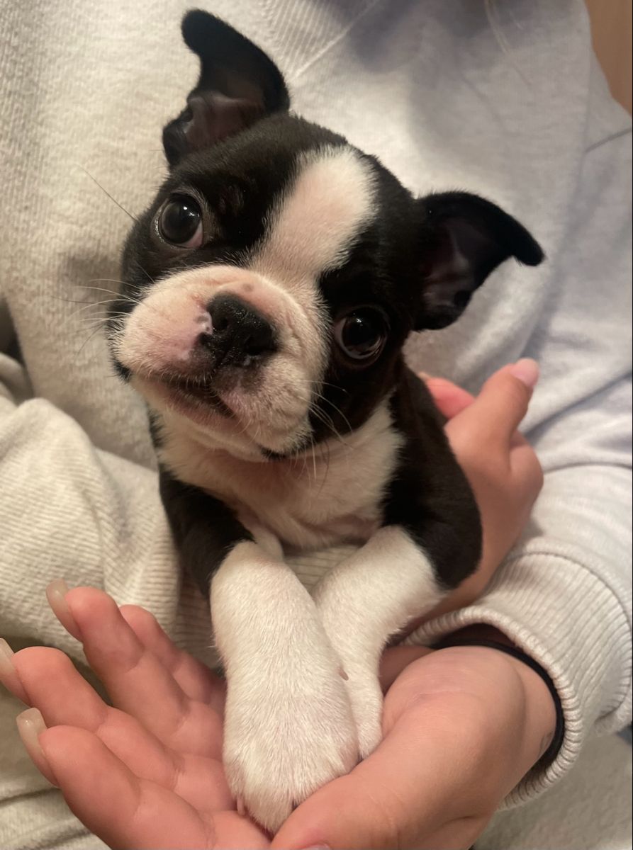 Maggie