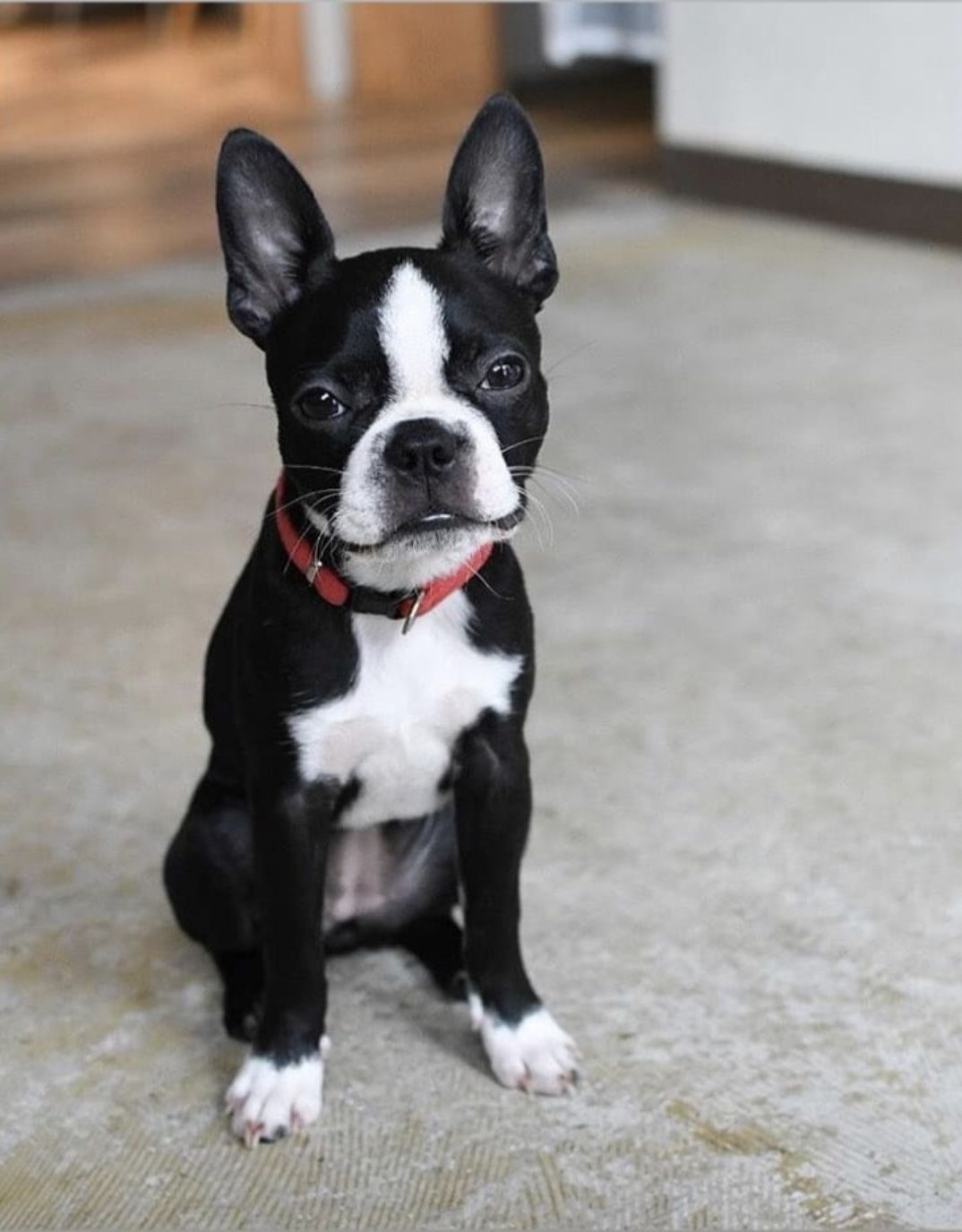 Enzo