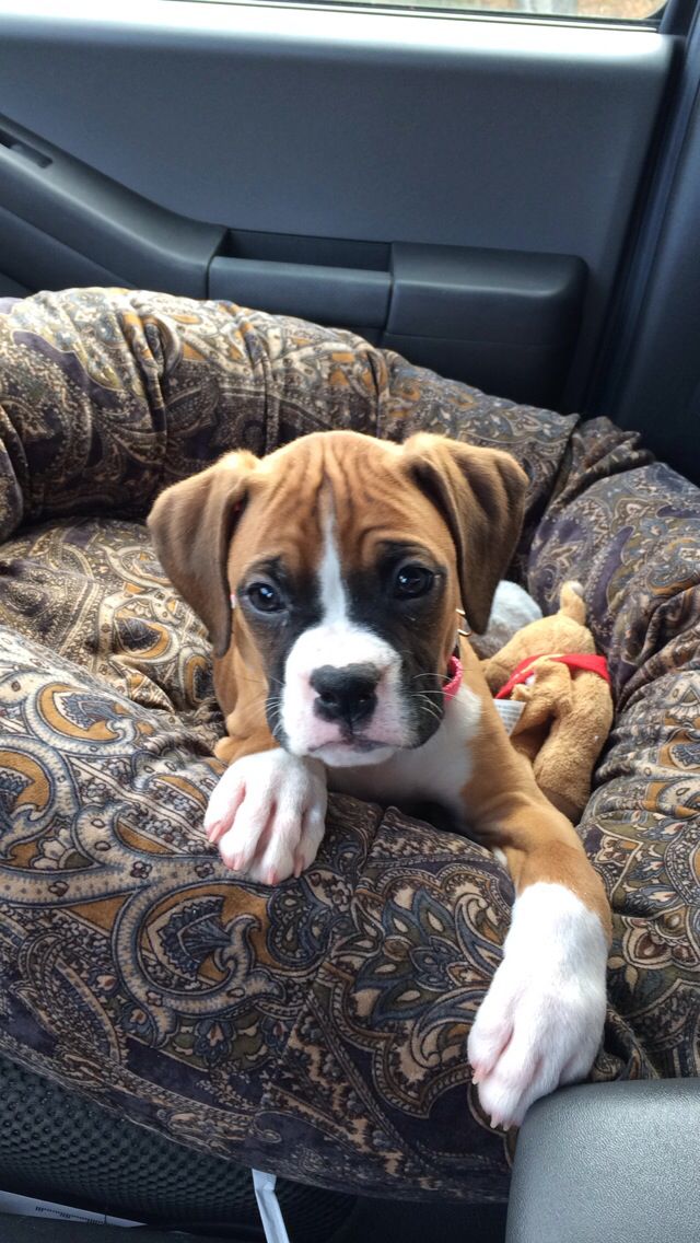 Rosie