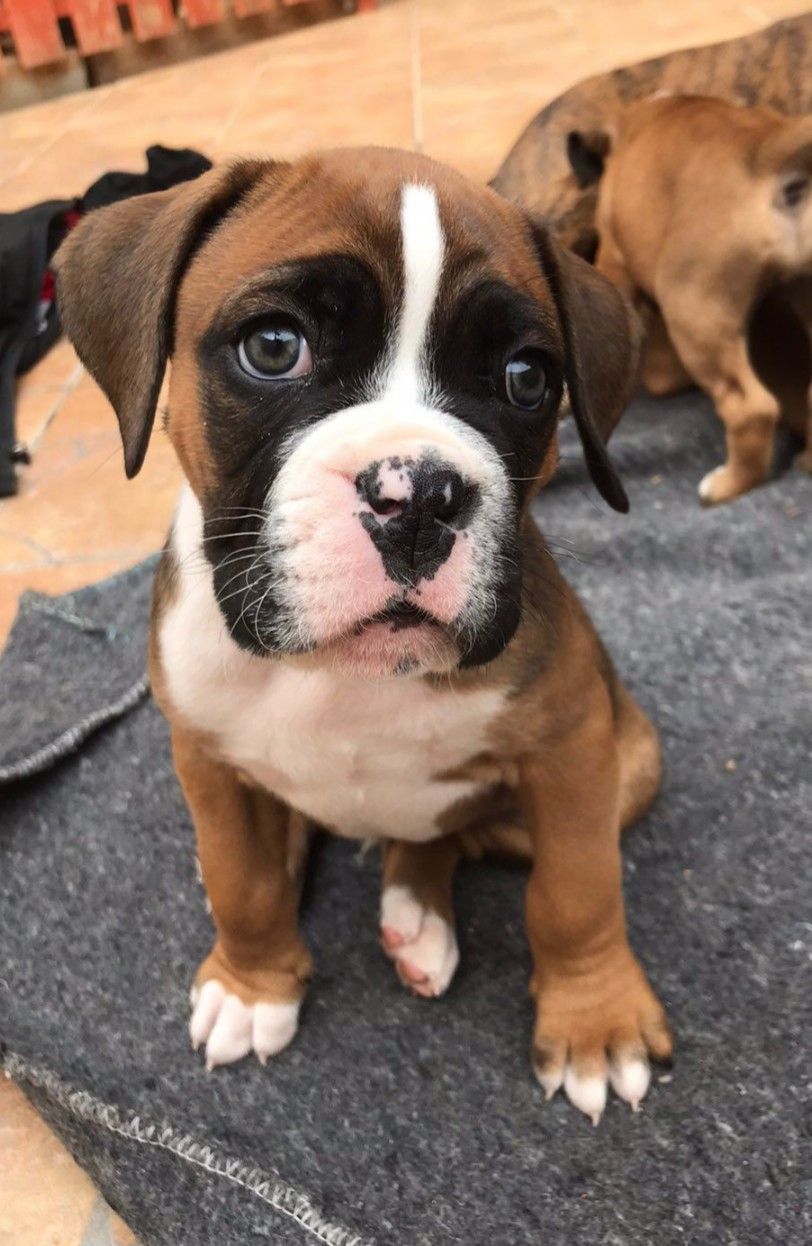 Nala