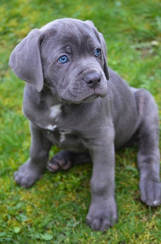 Cane Corso