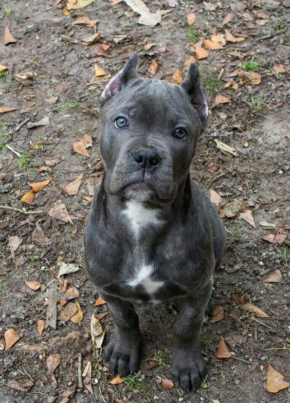 Chloe