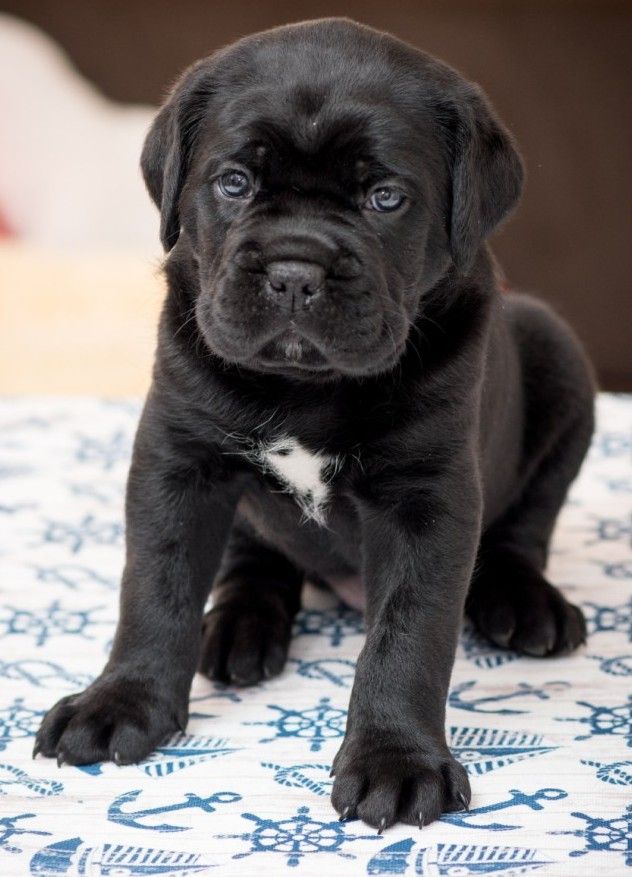 Marley