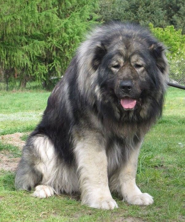 Caucasian Shepherd