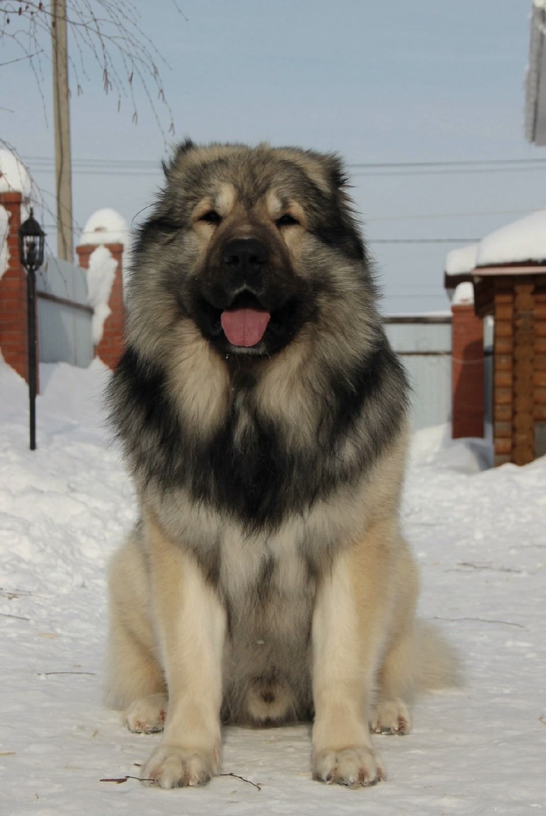 Cooper