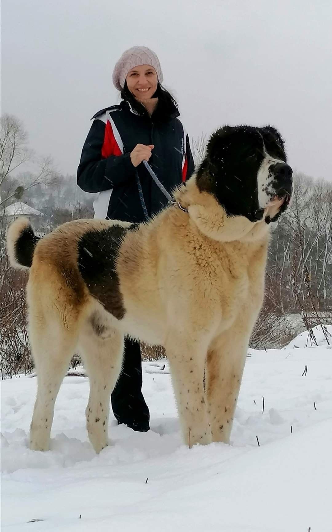 Central Asian Shepherd