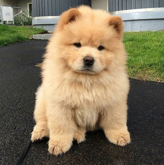 Chow Chow