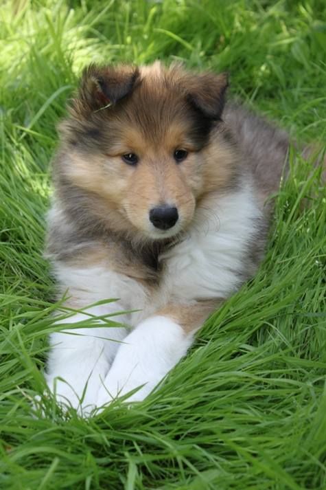 Collie