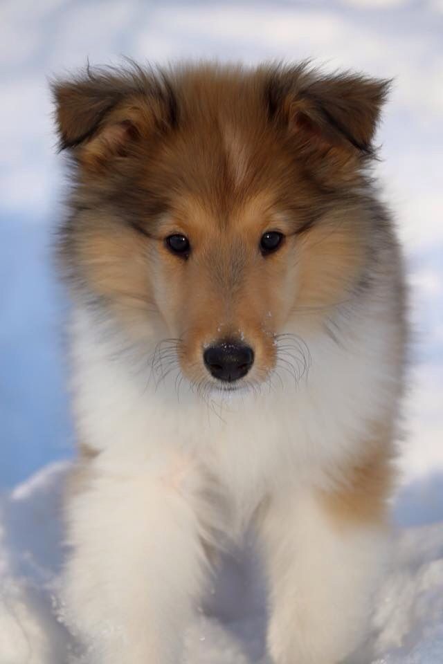 Teddy