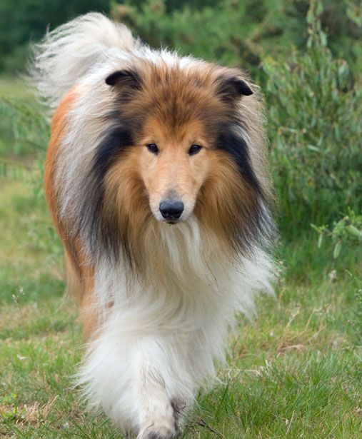 Hazel