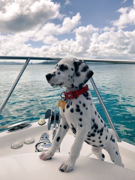 Dalmatian