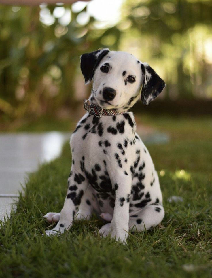 Stella