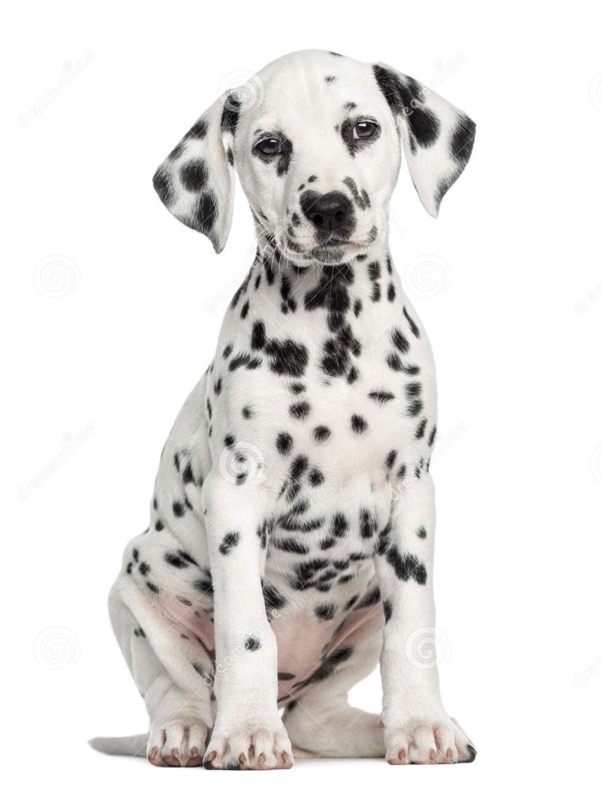 Nala