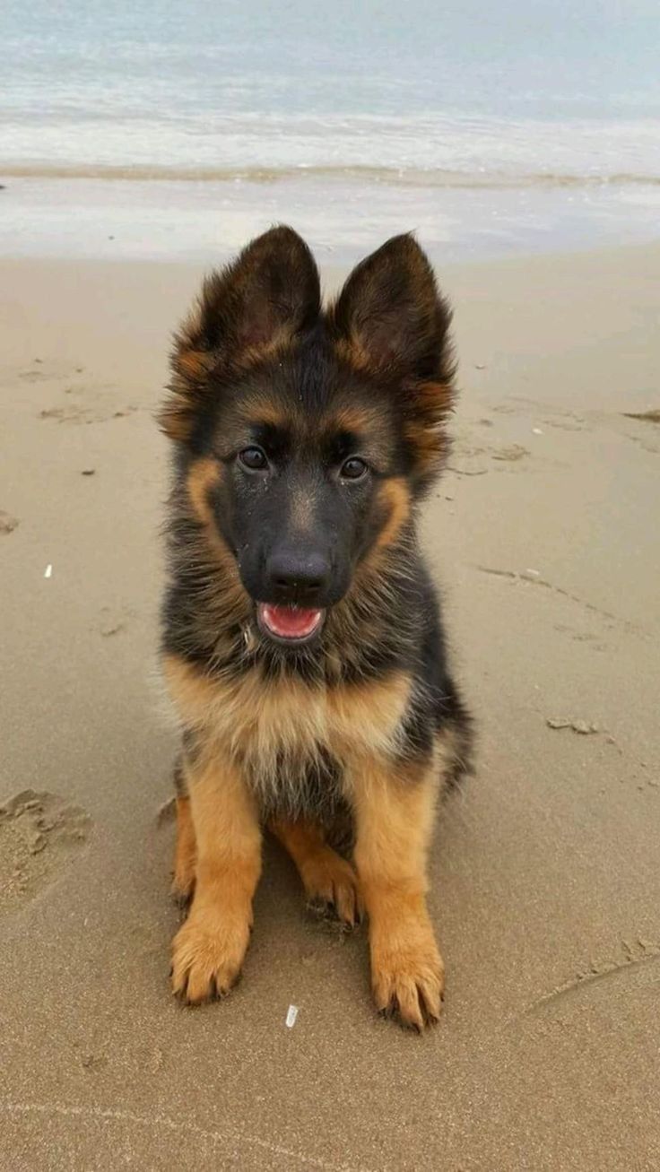 Duke