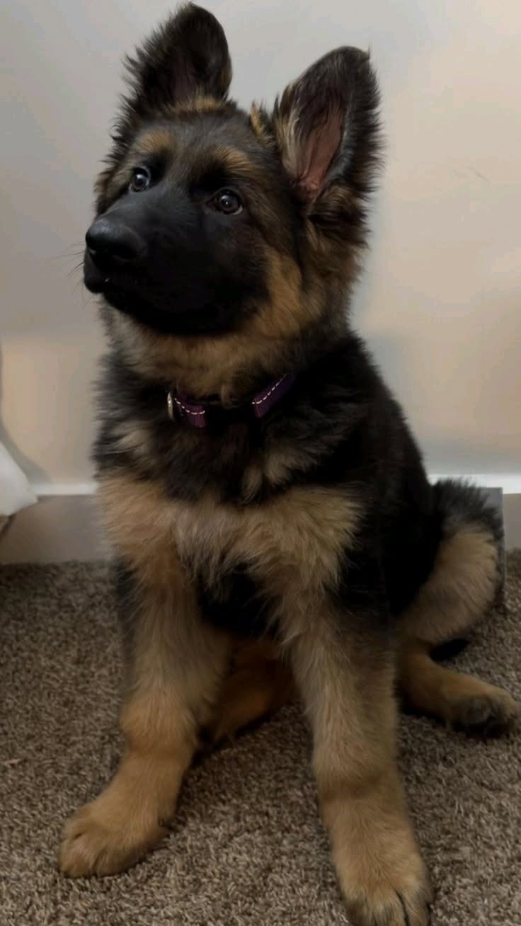 Penny