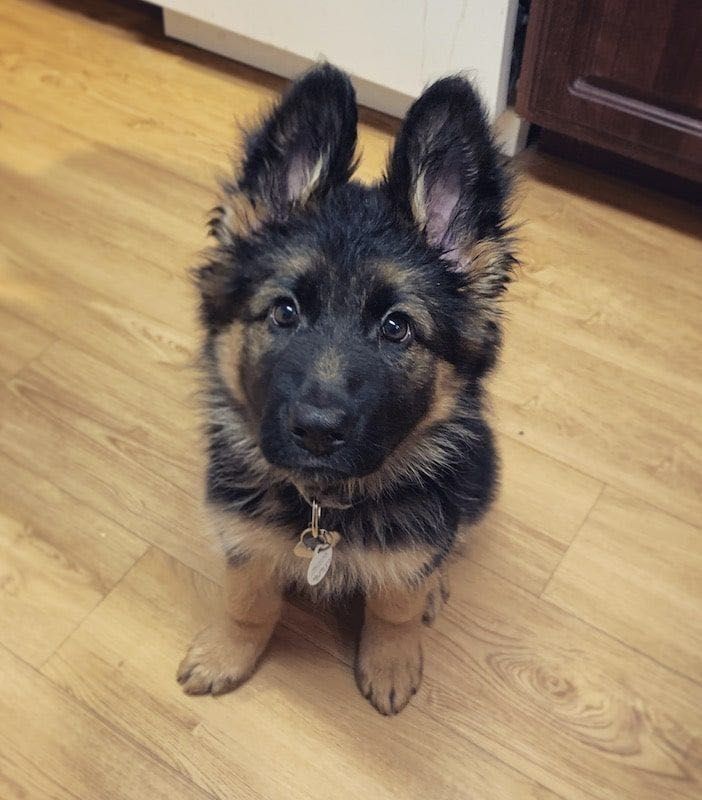 Rosie