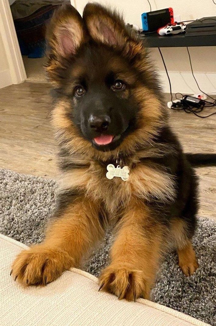 Sadie