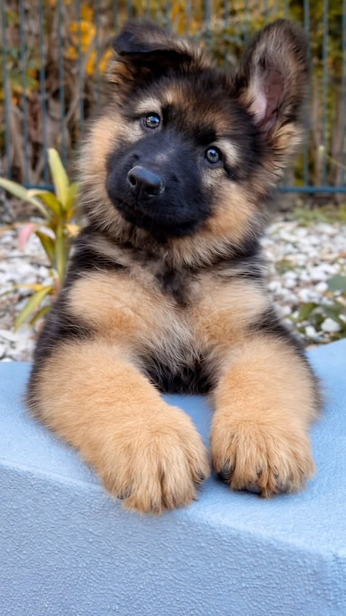 Apollo
