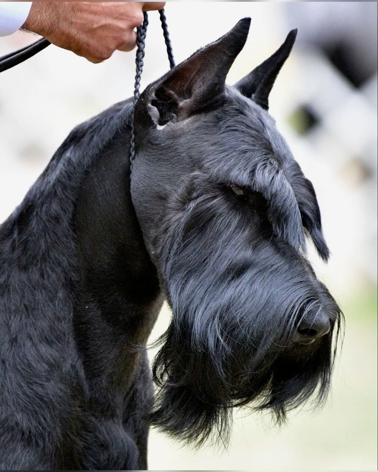 Giant Schnauzer