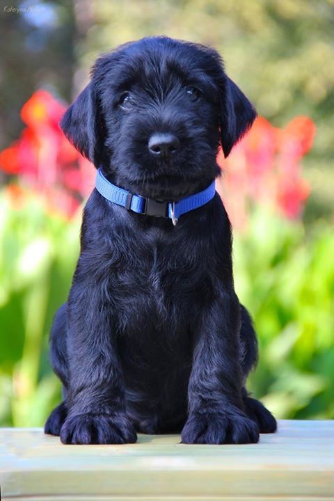 Archie