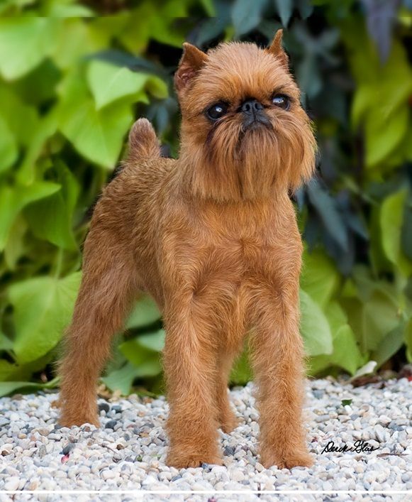 Griffon