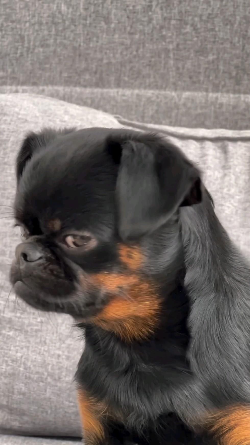 Hugo