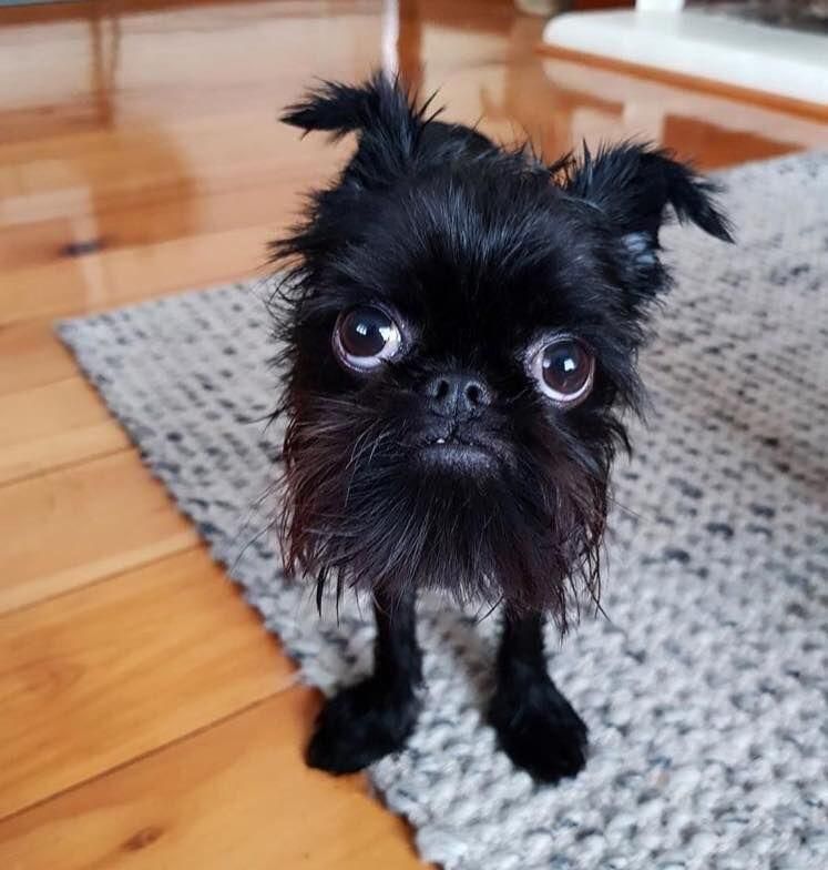 Duke