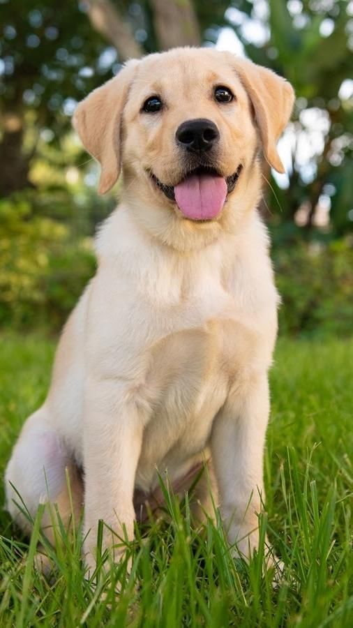 Labrador Retriever