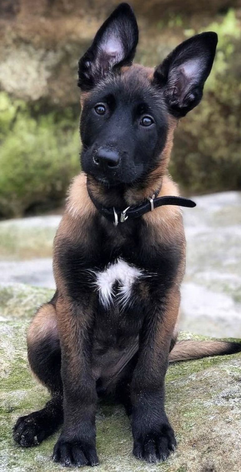 Malinois