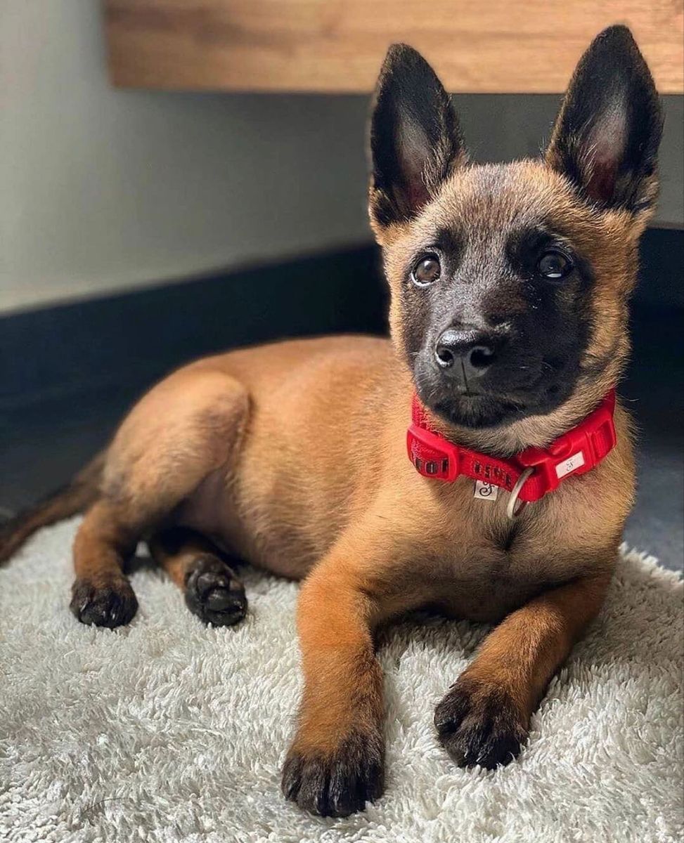 Stella