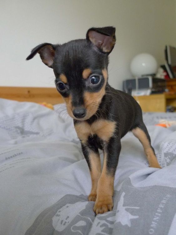 Miniature Pinscher