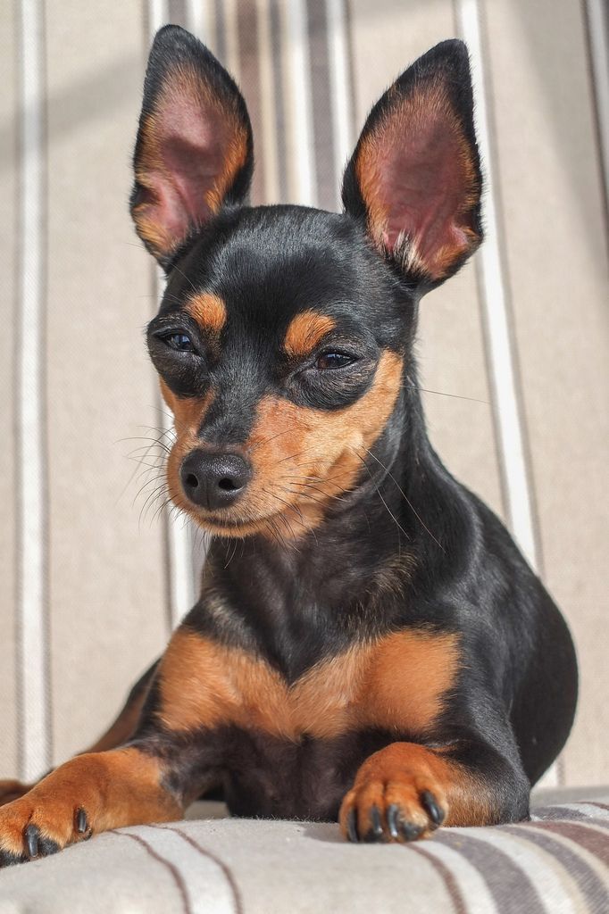 Max