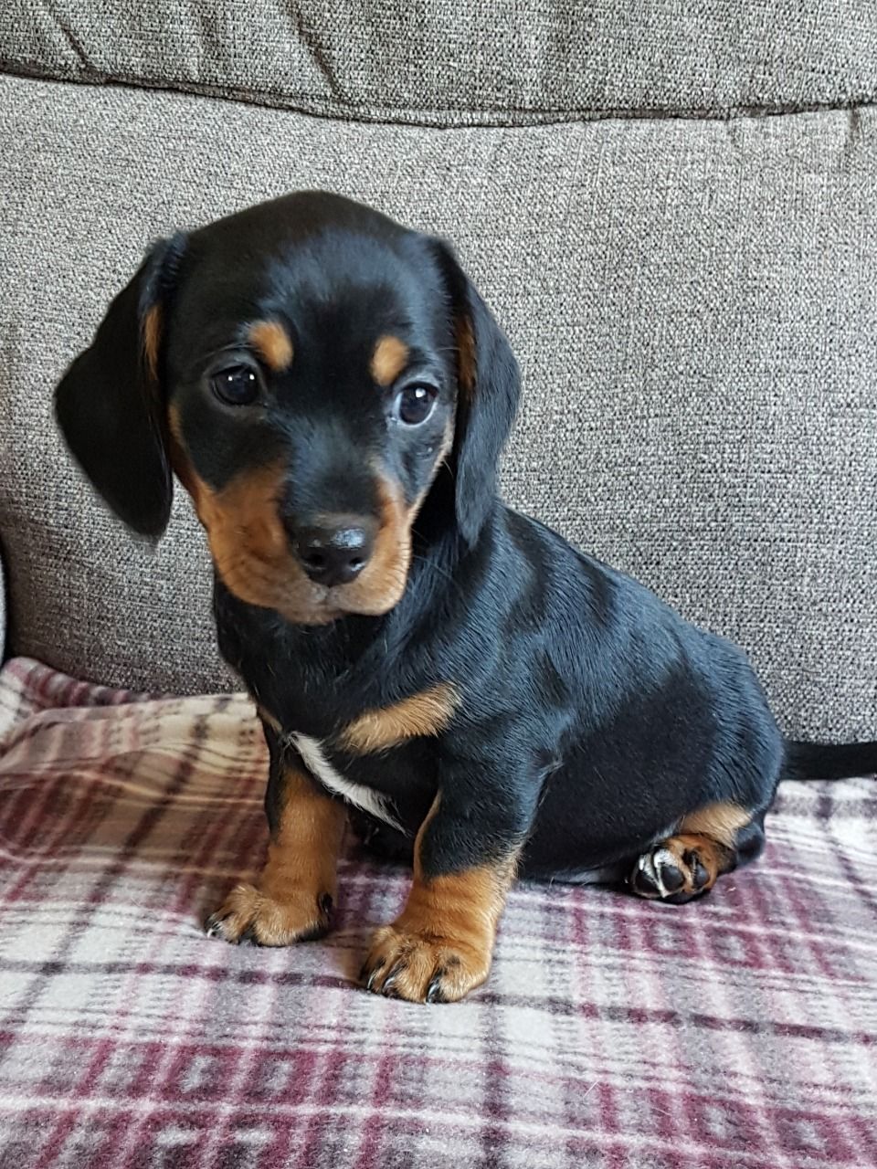 Leia